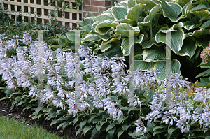 Picture of Hosta  'Tardiflora'