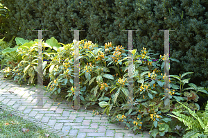 Picture of Impatiens auricoma 