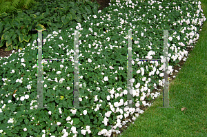 Picture of Impatiens walleriana 