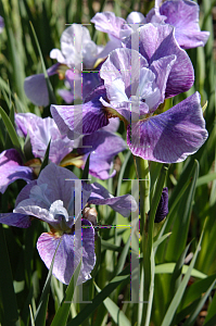 Picture of Iris sibirica 