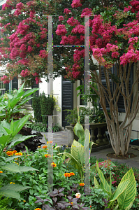 Picture of Lagerstroemia indica 