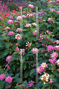 Picture of Lantana camara 'Bandana Rose Bante Rossa'