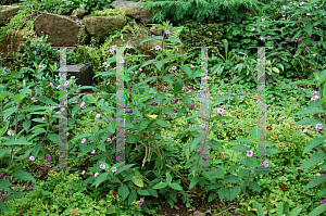 Picture of Lantana trifolia 