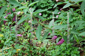 Picture of Lantana trifolia 