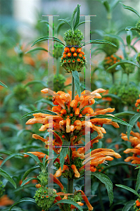 Picture of Leonotis leonurus 