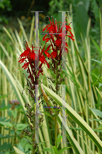 Picture of Lobelia cardinalis 