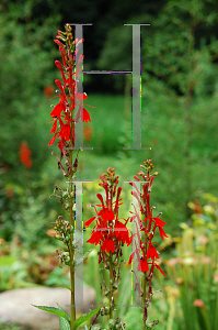 Picture of Lobelia cardinalis 