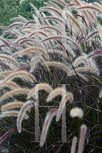 Picture of Pennisetum setaceum 'Rubrum'