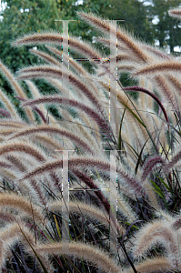 Picture of Pennisetum setaceum 'Rubrum'