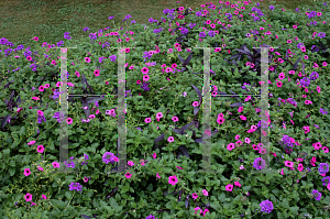 Picture of Petunia integrifolia 