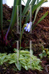 Picture of Pinguicula  