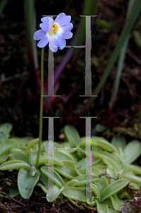 Picture of Pinguicula  