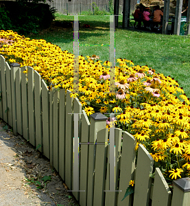 Picture of Rudbeckia fulgida var. sullivantii 'Goldsturm'