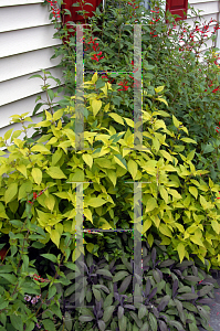 Picture of Salvia elegans 'Golden Delicious'