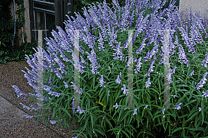 Picture of Salvia leucantha 