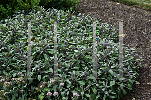 Picture of Salvia officinalis 'Purpurea'