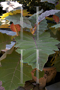 Picture of Solanum quitoense 