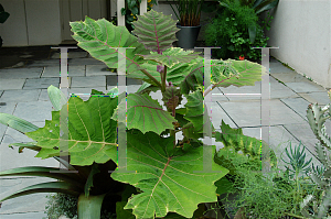 Picture of Solanum quitoense 