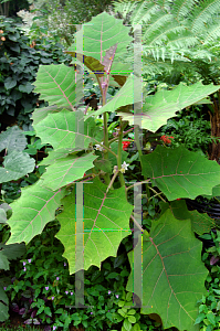 Picture of Solanum quitoense 