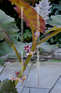 Picture of Solanum quitoense 