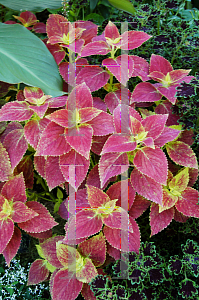 Picture of Solenostemon scutellarioides 