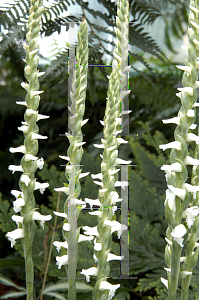Picture of Spiranthes odorata 'Chadds Ford'