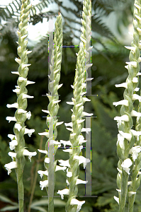 Picture of Spiranthes odorata 'Chadds Ford'