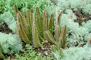 Picture of Stapelia  