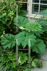 Picture of Tetrapanax papyrifer 