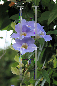 Picture of Thunbergia grandiflora 