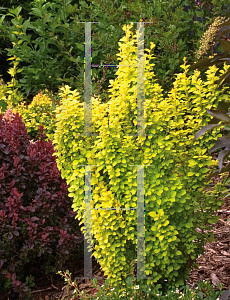 Picture of Berberis thunbergii 'Maria (Sunjoy® Gold Pillar™)'