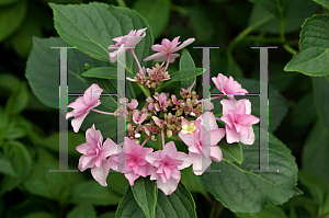 Picture of Hydrangea macrophylla 'Shamrock'