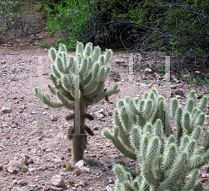 Picture of Opuntia fulgida 