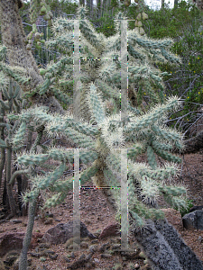 Picture of Opuntia fulgida 