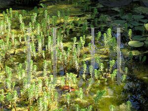 Picture of Myriophyllum aquaticum 