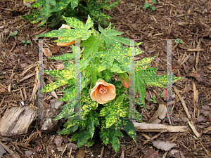 Picture of Abutilon pictum 'Gold Dust'