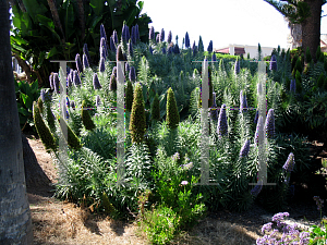 Picture of Echium candicans 