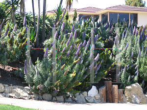 Picture of Echium candicans 