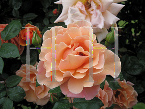 Picture of Rosa  'Royal Sunset'