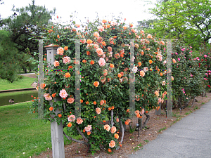 Picture of Rosa  'Royal Sunset'