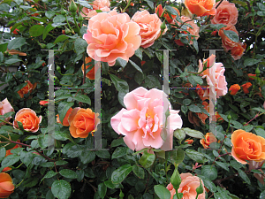 Picture of Rosa  'Royal Sunset'