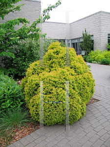 Picture of Thuja occidentalis 'Rheingold'