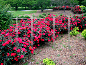 Picture of Rosa  'Radtko (Double Knock Out)'