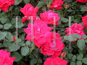 Picture of Rosa  'Radtko (Double Knock Out)'