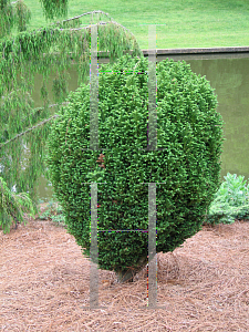 Picture of Cryptomeria japonica 'Hino'