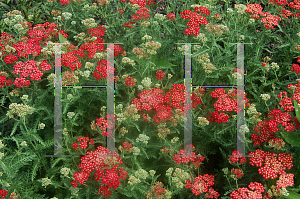 Picture of Achillea millefolium 'Fanal'