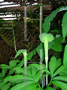 Picture of Arisaema triphyllum 