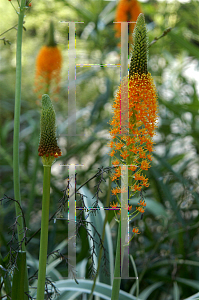 Picture of Bulbinella latifolia var. doleritica 