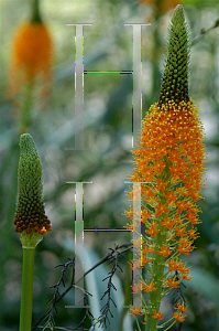 Picture of Bulbinella latifolia var. doleritica 