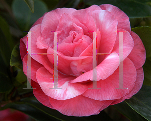 Picture of Camellia japonica 'Disneyland'